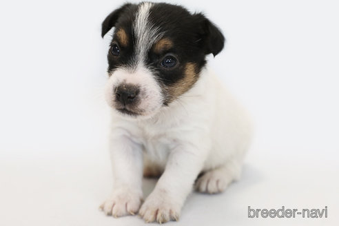 成約済の神奈川県のジャックラッセルテリア-281315の1枚目